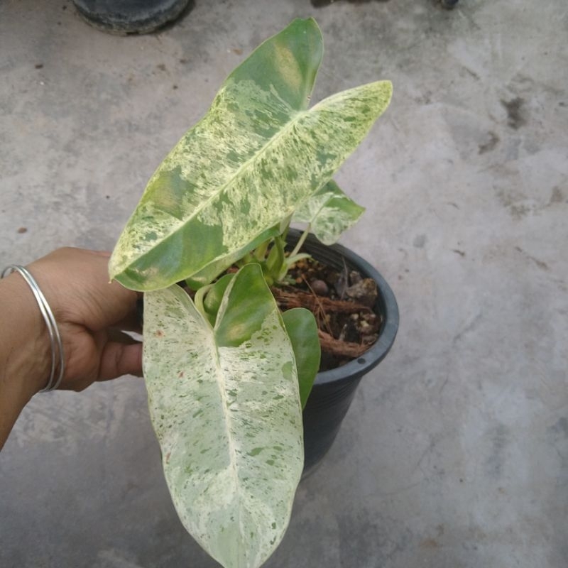 ฟิโลเบอร์มาร์คมิ้นท์ เบอร์มาคมิ้นท์ Philodendron Burle Marx Variegated (mint)