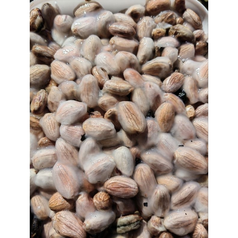 ต้นโกโก้​ พันธุ์​ชุมพร​1   ชุด12ต้น สูง​ 30ซม.โตไวพร้อมปลูก - รูปที่ 6