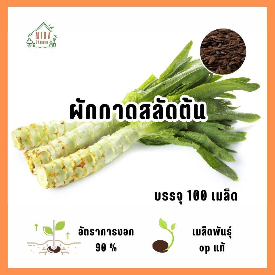 เมล็ดพันธุ์ ผักกาดสลัดต้น (โอซุ่น) บรรจุ 100 เมล็ด
