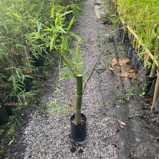 ไผ่ ต้นไผ่ พันธุ์ ไผ่เลี้ยงหวาน (รับประกัน ส่งใหม่ฟรี หากสิน…