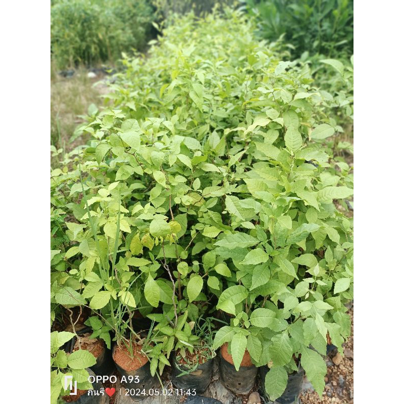 ต้นมะตูมไทย ส่งทั้งถุงชำ ขนาดต้น 40-50 ซม.ต้นมีพร้อมส่ง - รูปที่ 2