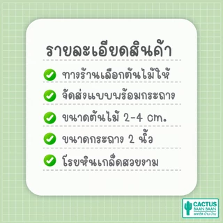 แคคตัส กระบองเพชรสายพันธุ์พิเศษ เริ่มต้น 35 บาท [สินค้าพร้อมส่ง]