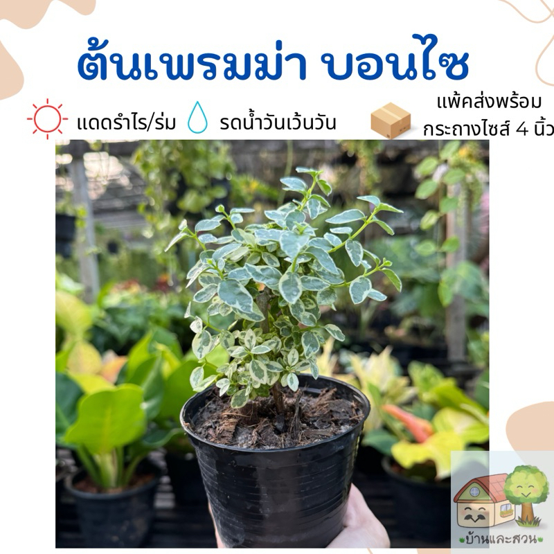 ต้นเพรมม่า ประดับโต๊ะทำงาน ไม้มงคลเลี้ยงง่าย กระถางขนาด 4 นิ้ว