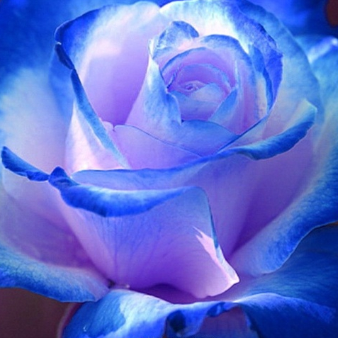 10 เมล็ด กุหลาบ พันธุ์อังกฤษ ดอกใหญ่ ดอกสีสว่าง Rosa Rose Seeds