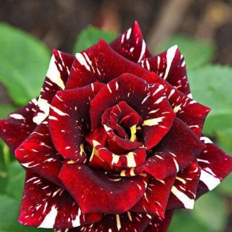 10 เมล็ด ดอกกุหลาบ พันธุ์อังกฤษ ดอกใหญ่ ดอกสีแดง Rosa Rose Seeds