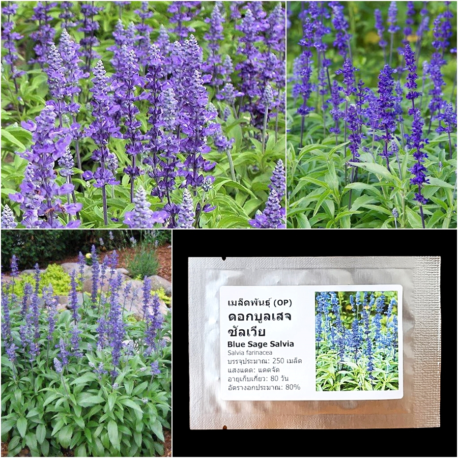 เมล็ดพันธุ์ ดอกบูลเสจ ซัลเวีย Blue Sage Salvia Seed 250 เมล็ด คุณภาพดี ของแท้ 100%
