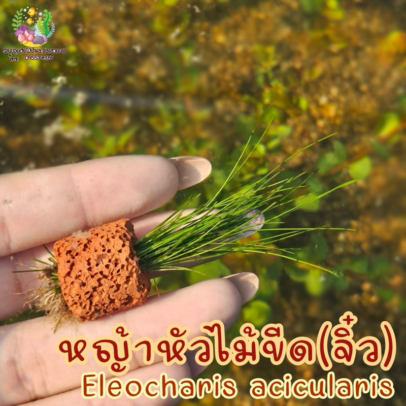 หญ้าหัวไม้ขีด(จิ๋ว) ,แอร์กราส Eleocharis acicularis🌱💦