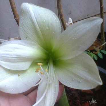 2 หัว ว่านสี่ทิศ amaryllis ดอกสีขาว พันธุ์พื้นเมือง ขนาด 18-22 ซม ไม้มงคล ไม้สวยงาม