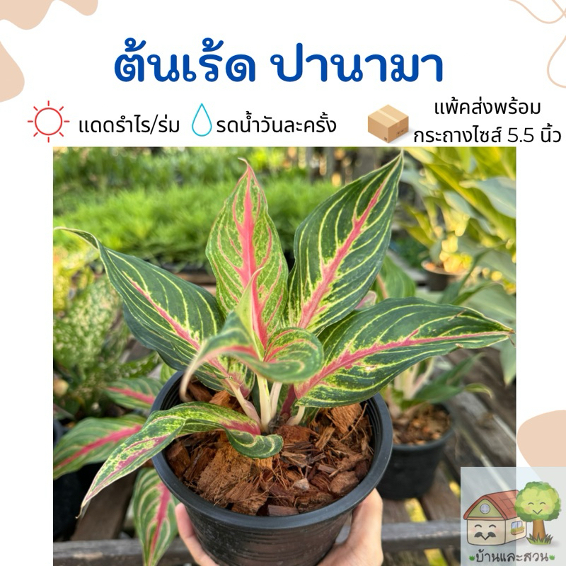 ต้นปานามาสีแดง อะโกลนีมาใบสวย จัดส่งพร้อมกระถางขนาด 5.5 นิ้ว