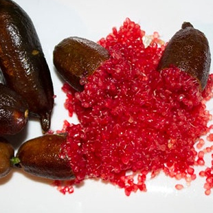 ต้นมะนาวนิ้วมือ มะนาวคาเวียร์ Finger lime พันธุ์ WAUCHOPE ลำต้นสูง 30 ซม