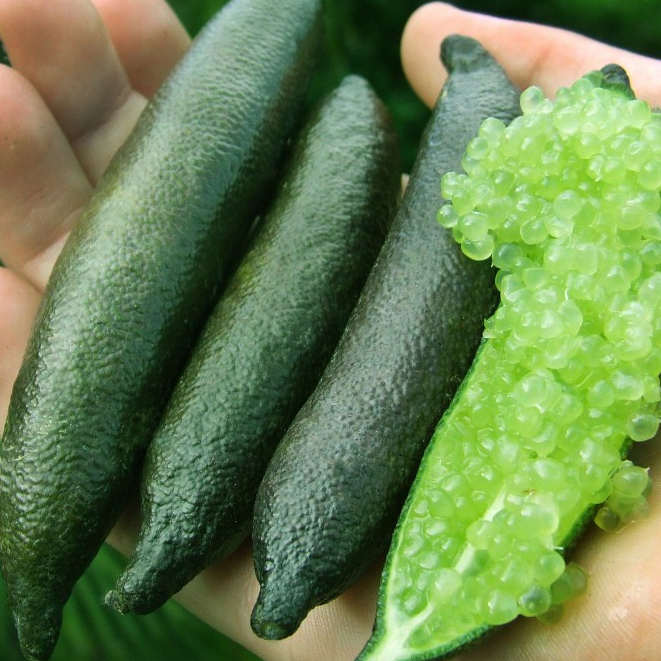 ต้นมะนาวนิ้วมือ มะนาวคาเวียร์ Finger lime พันธุ์ ALSTONVILLE ลำต้นสูง 30 ซม