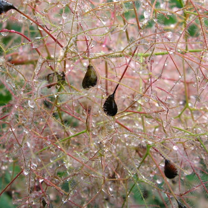 เมล็ดพันธุ์ บอนไซ สโม๊ค บุช Cotinus coggygria European smoketree 10 เมล็ด