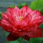 เมล็ดบัวหลวง บัวดอกใหญ่ สีแดงเข้ม 5 เมล็ด