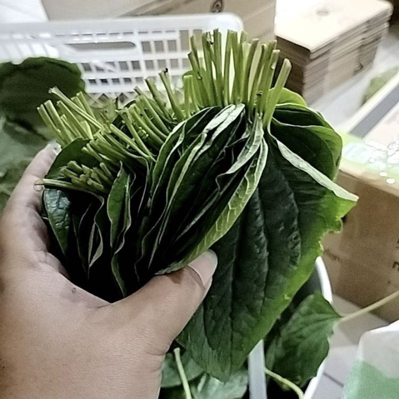 ใบชะพลู ปลอดสารพิษ 50 ใบ
