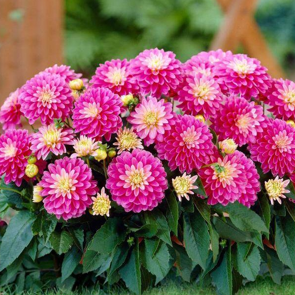 1 หัว /ชุุด เหง้า ต้นรักเร่ Dahlia สายพันธุ์ Rembrandt สีม่วง หัวรักเร่ ดอกรักเร่ รักแรกพบ เฟิร์สเลิฟ