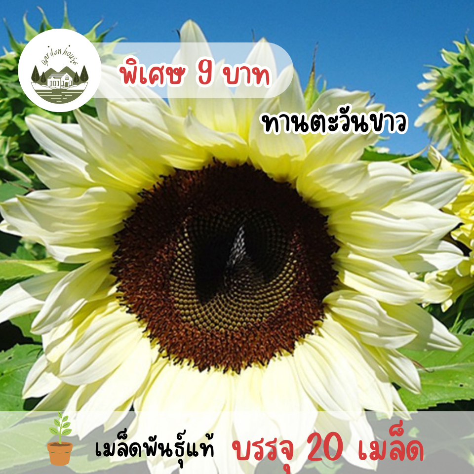 เมล็ดดอกทานตะวันขาว 20 เมล็ด