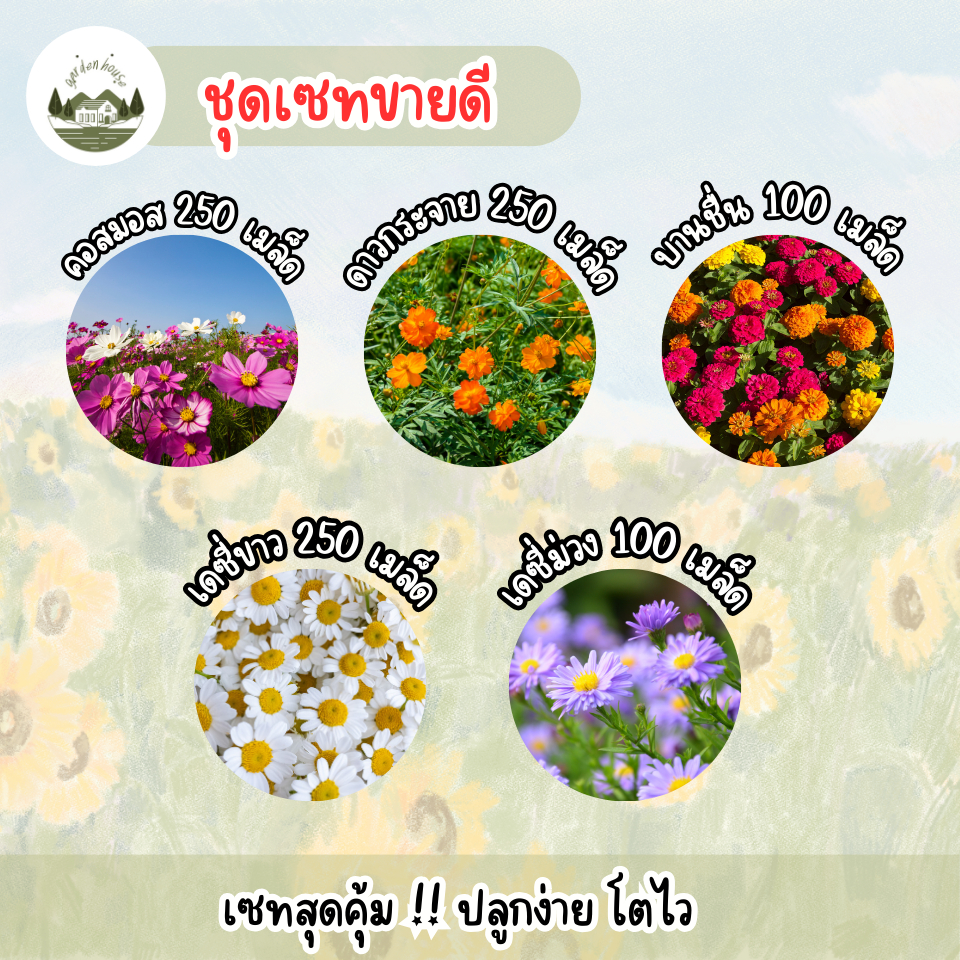 ชุดเซทขายดี เดซี่ขาว เดซี่ม่วง คอสมอส ดาวกระจาย บานชื่น