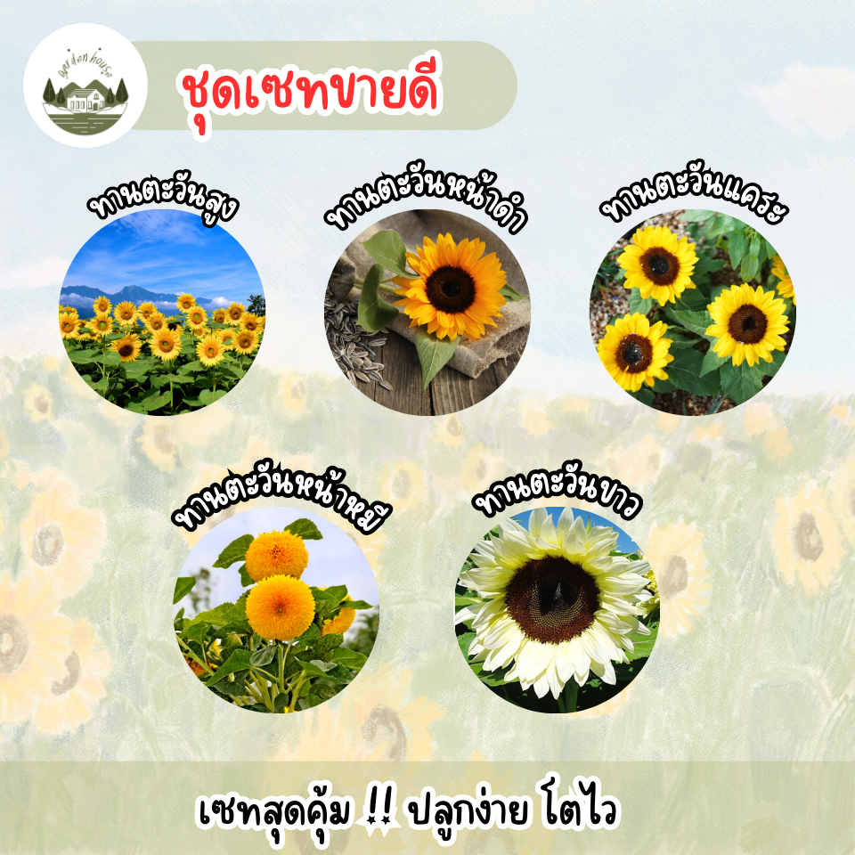 เซทรวมดอกทานตะวัน หลากหลายสายพันธุ์