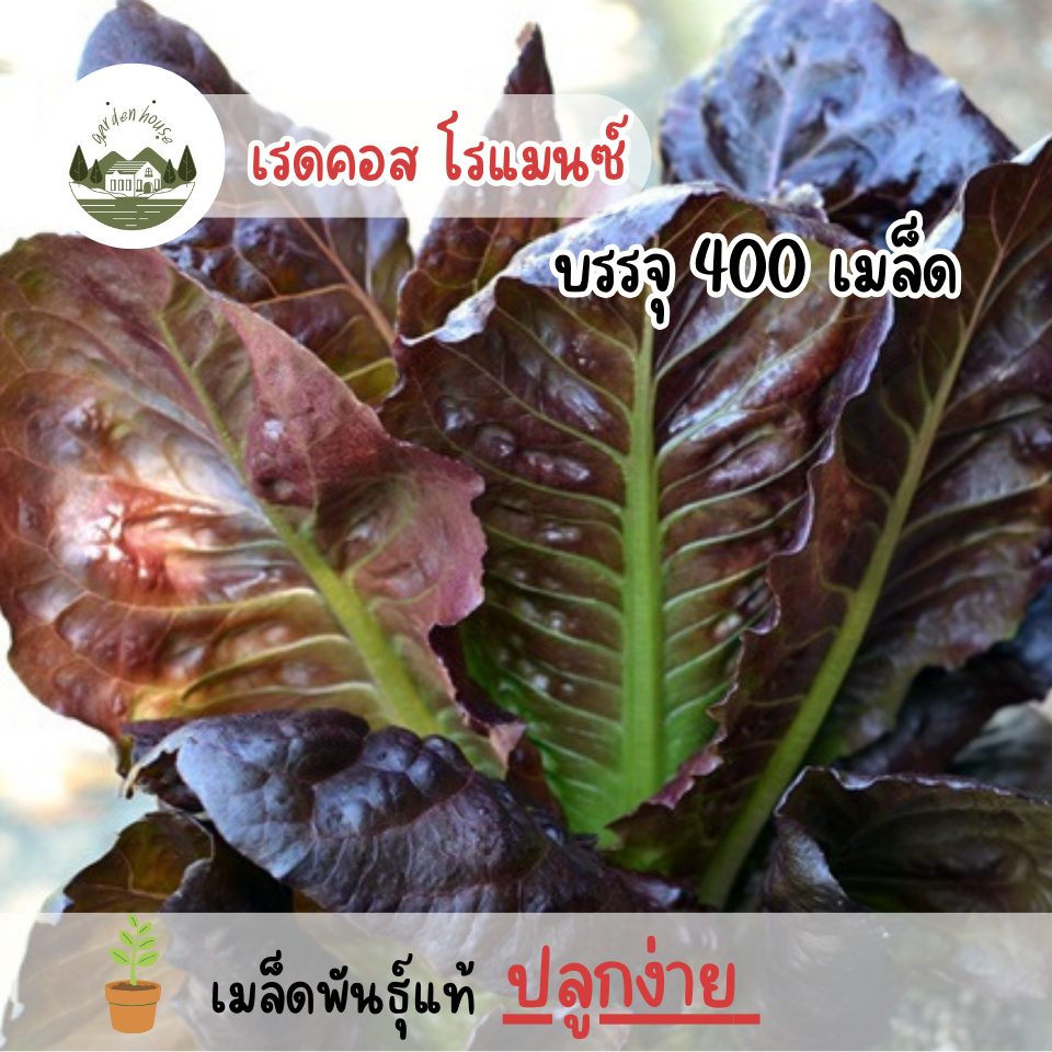 เมล็ดพันธุ์เรดคอส โรแมนซ์ 400 เมล็ด