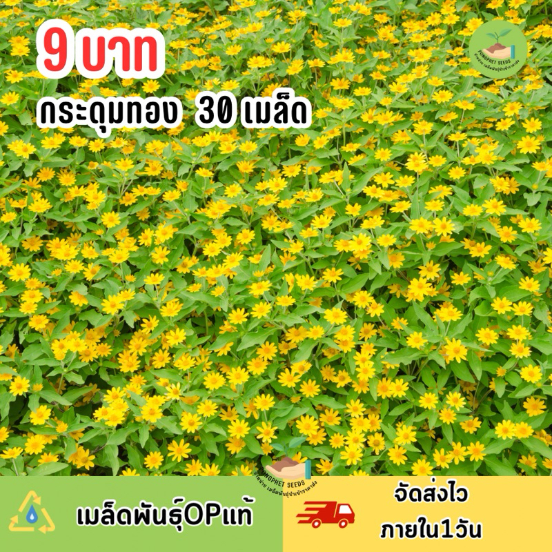 พิเศษ 9 บาท เมล็ดพันธุ์ ดอกกระดุมทอง บรรจุ30 เมล็ด