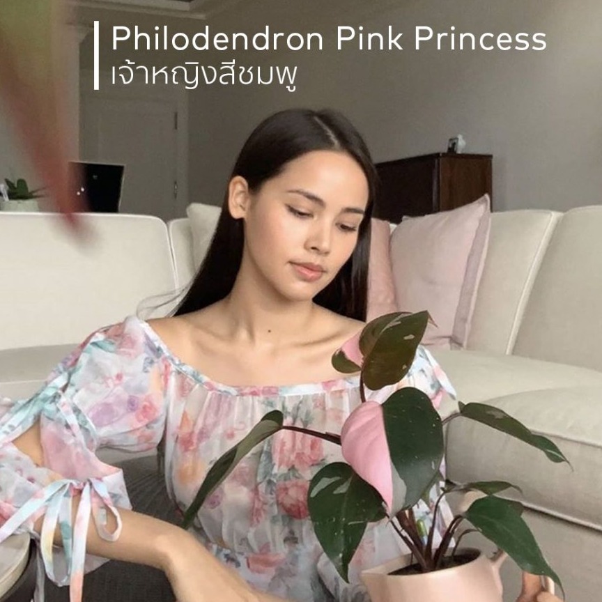 ฟิโลเดนดรอน พิงค์ ปริ้นเซส ( Philodendron Pink Princess ) ไม้ข้อตาด่างอายุ 3ปี ไม้ด่าง ไม้ฟอกอากาศ ในกระถาง 4 นิ้ว