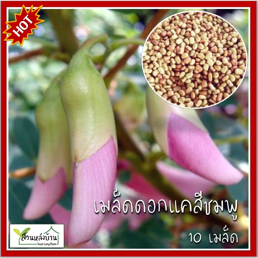 10 เมล็ด ดอกแคสีชมพู (ต้นเตี้ย) แคชมพู ดอกแคชมพู เมล็ดดอกแคสีชมพู แคดอกชมพู เมล็ดดอกแค
