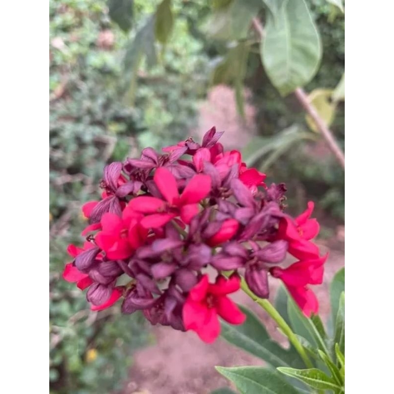 ดอกเข็มปัตตาเวียสีแดงหายาก1ต้นถุงดำไม้ดอกประดับ