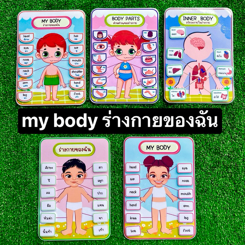 สื่อการสอนร่างกายของฉัน my body อวัยวะภายในร่างกาย เรียนรู้คำศัพท์ภาษาอังกฤษ สื่อการสอนทำมือ ขนาดเต็