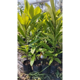 ต้นมะริดไทย เนื้อไม้ลายสวย ผลทานได้สั่งขั้นต่ำ2ต้น10แถม1