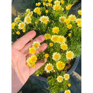 NEW😍Paris Daisy (ปารีส เดซี่) สีแดง เหลือง ชมพู ดอกไม้กินได้ กระถาง 8 นิ้ว*ส่งติดดอก* ดอกหลายโทนสีในต้นเดียว ต้นไม้
