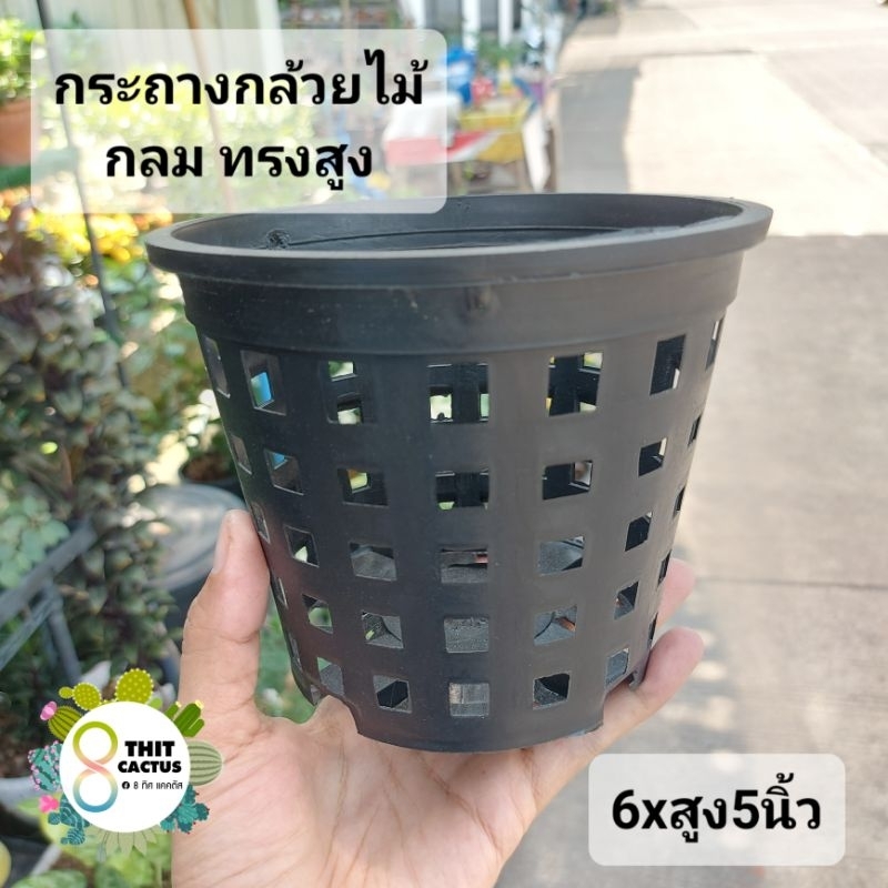 กระถางกล้วยไม้ แบบกลม (ทรงสูง)6xสูง5นิ้ว // กด 12 ชิ้น 100฿ -- กระถางพลาสติก กระถางเกษตร