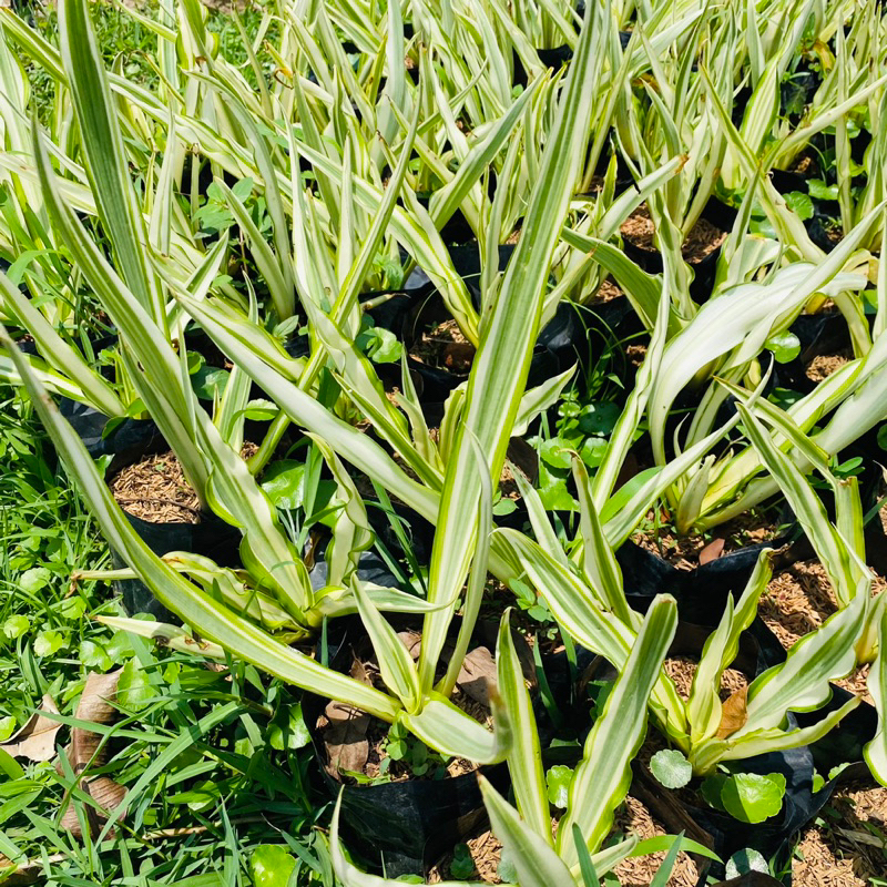 ต้นอากาเว่ด่าง AGAVE TREE ใบยาว ไม้ทนแล้ง ต้นไม้แต่งสวน แต่งบ้าน แบบถุง