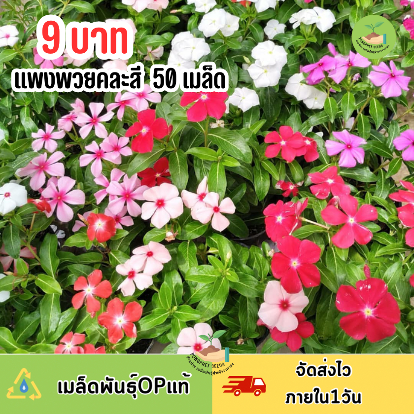 9 บาท เมล็ดพันธุ์ดอกแพงพวย บรรจุ 50 เมล็ด