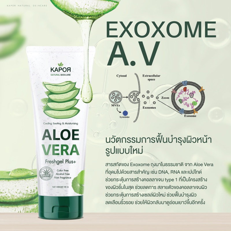 KAPOR เจลว่านหางจระเข้ สูตรลดสิว ลดรอย ฟื้นฟูผิวติดสาร