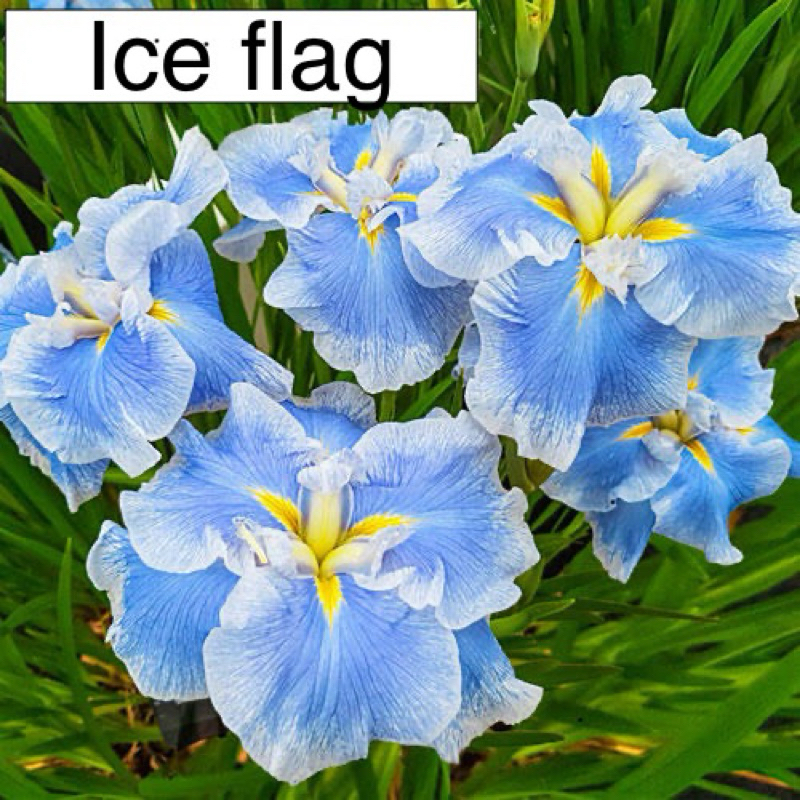 ไอริสญี่ปุ่น Iris พันธุ์Ensata (นกสวรรค์)