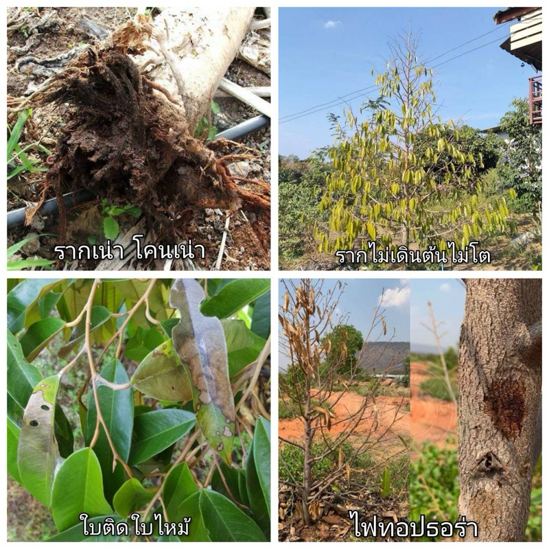 ไตรโคเดอร์มา 2in1 ขนาด 1 ลิตร-1000cc กำจัด-ป้องกันโรคเชื้อรา+ฟื้นฟู - รูปที่ 7