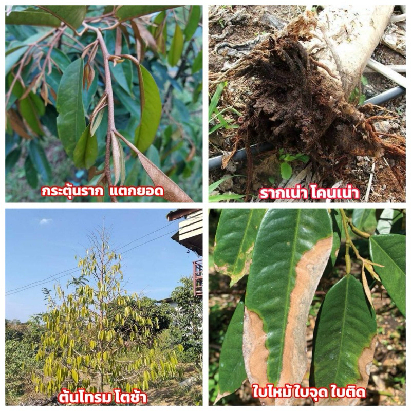 ไตรโคเดอร์มา 2in1 ขนาด 1 ลิตร-1000cc กำจัด-ป้องกันโรคเชื้อรา+ฟื้นฟู - รูปที่ 3