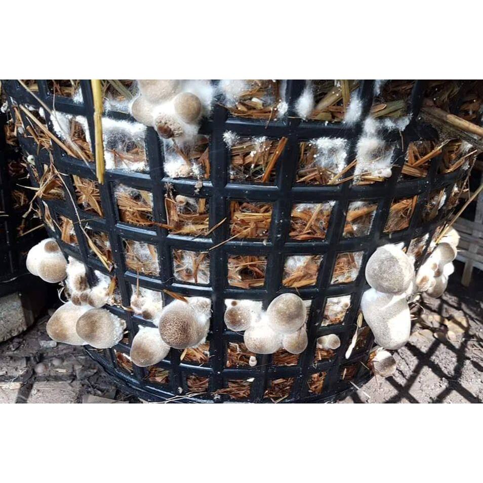 เชื้อเห็ดฟางอีแป๊ะ 4 ถุง ผสมอาหารเสริม,แป้งข้าวเหนียว,รำอ่อน เชื้อเดินดีแล้ว พร้อมเพาะ - รูปที่ 2