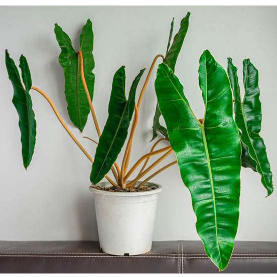 ฟิโลเดนดรอน ก้านส้ม Philodendron billietiae Croat