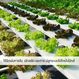 ฮอร์โมนนมสด INSAY ใช้บำรุงดอกผล ฟื้นฟูดิน ส่งเสริมการเจริญเติบโตพืชผักทุกชนิด 1 ลิตร