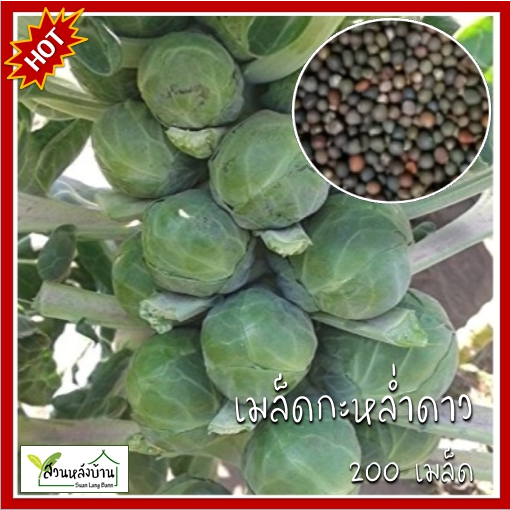 200 เมล็ด กะหล่ำดาว Brussel Sprouts กะหล่ำดาว เมล็ดพันธุ์กหล่ำดาว เมล็ดกะหล่ำดาว