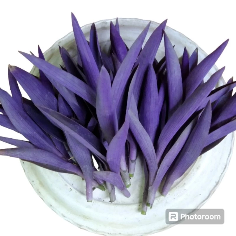 ต้นหัวใจสีม่วง เด็ดยอดสด ชุด20ต้น(3แถม1ชุด)