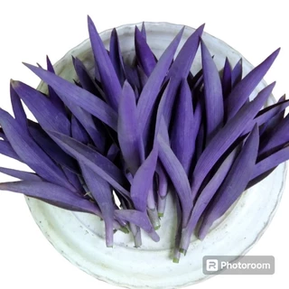 ต้นหัวใจสีม่วง เด็ดยอดสด ชุด20ต้น(3แถม1ชุด)