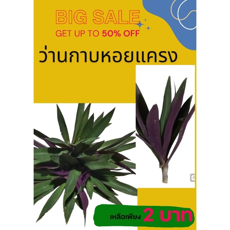 ว่านกาบหอยแครง เด็ดหน่อสด ชุด20 หน่อ(3ชุดแถม1ชุด)