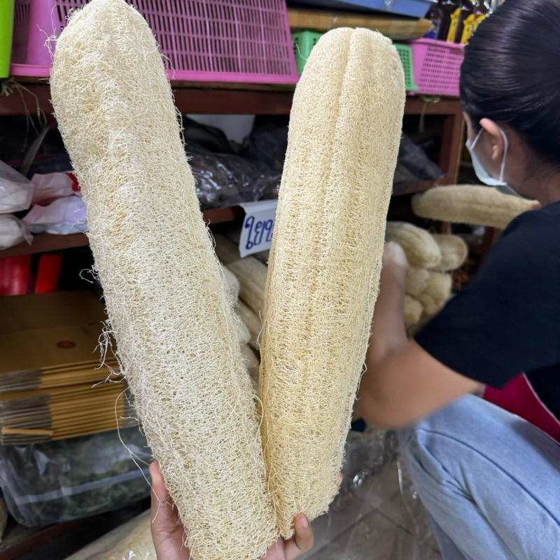 ใยบวบ ขัดตัว ขัดหลัง (ลูกใหญ่ 1 ใบ)