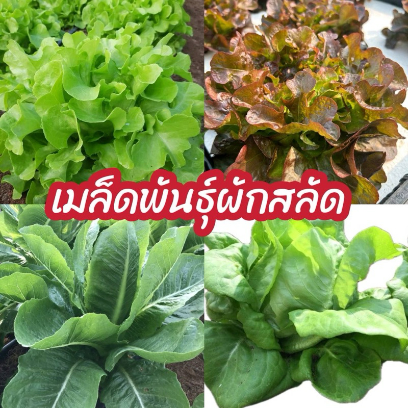 เมล็ดพันธุ์ผักสลัด คัดพิเศษ อัตราการงอกดี (แบบเปลือย)100เมล็ด
