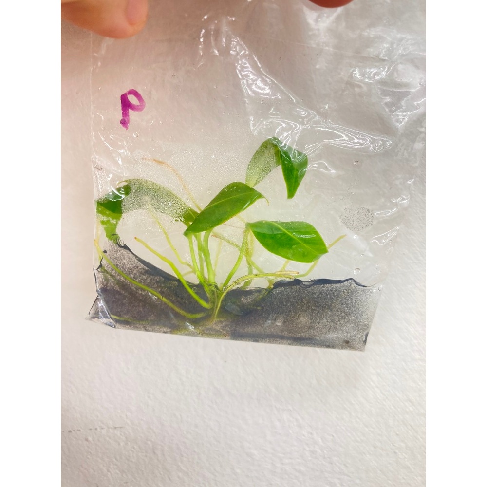 หน้าวัวควีนราชินีหน้าวัว Anthurium Warocqueanum (Queen) | ไม้เนื้อเยื่อ