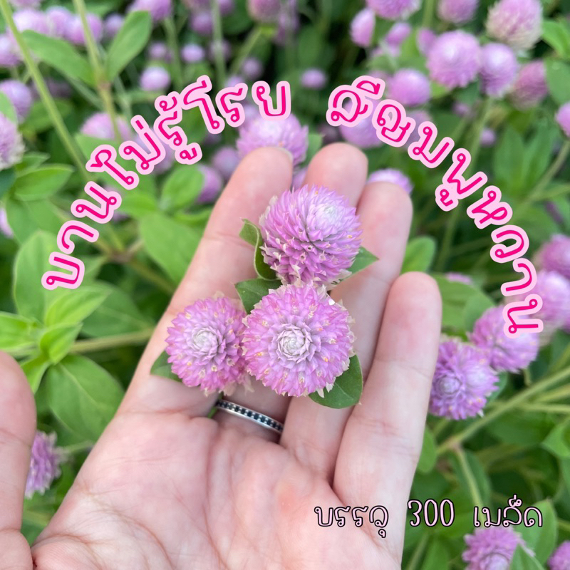 เมล็ดบานไม่รู้โรยสีชมพูหวาน
