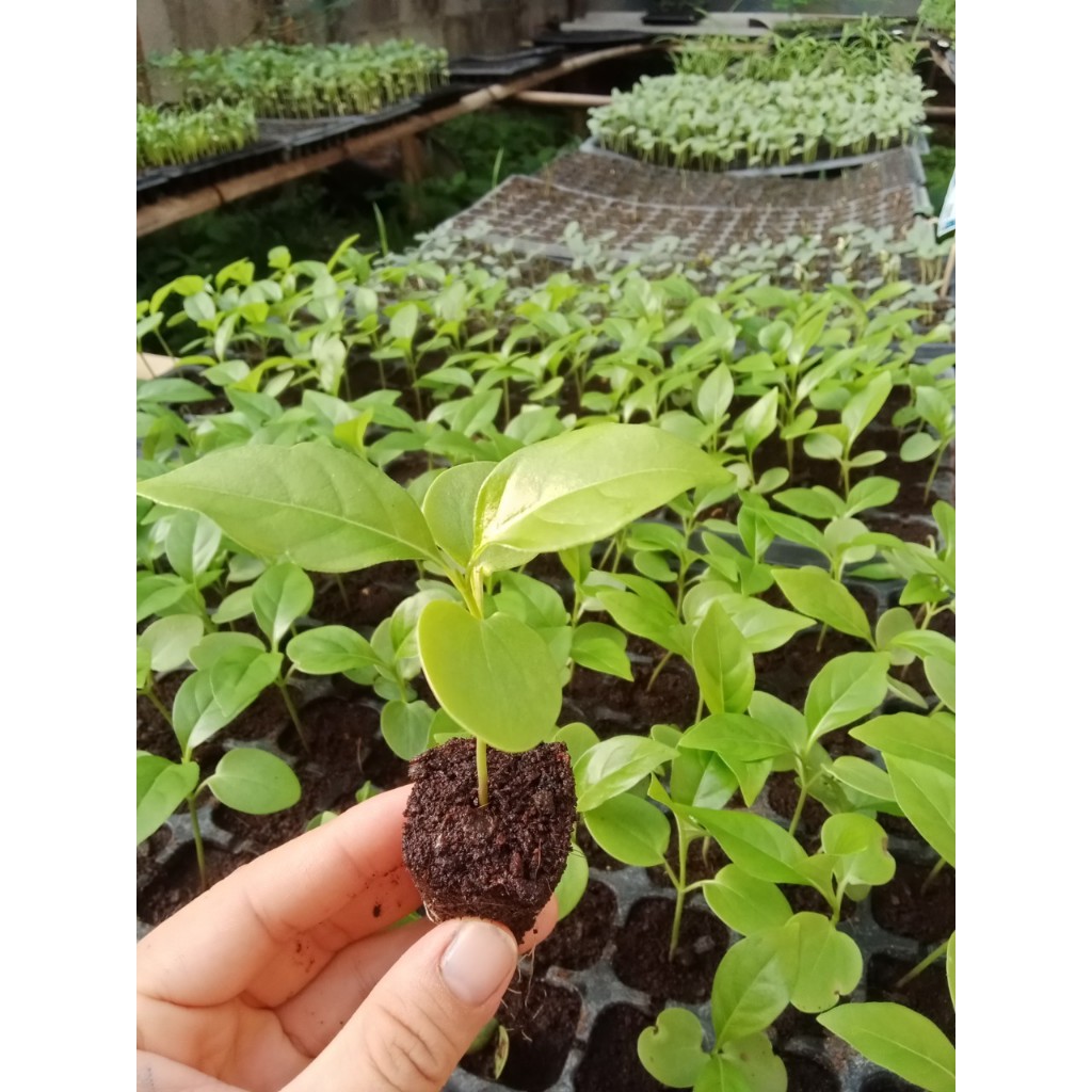 ต้นกล้า อังกาบหนู  เขี้ยวแก้ว, เขี้ยวเนื้อ มันไก่ ต้นละ 29  บาท ไม้ประดับดอกสวย  ใบ เปลือก ลำต้น ดอก เป็นสมุนไพรได้