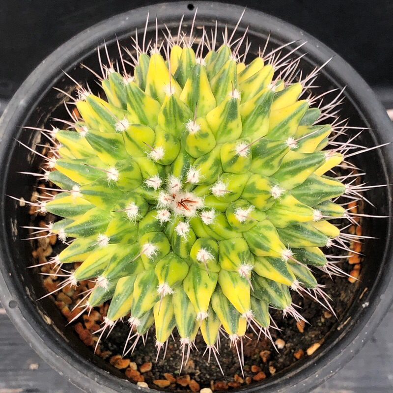 [พร้อมส่ง]🌵 แคคตัส แมมด่าง เซนไทรซิล่า Mammillaria centricirrha variegata  cactus ไม้กราฟ จำนวน 1 ต้น